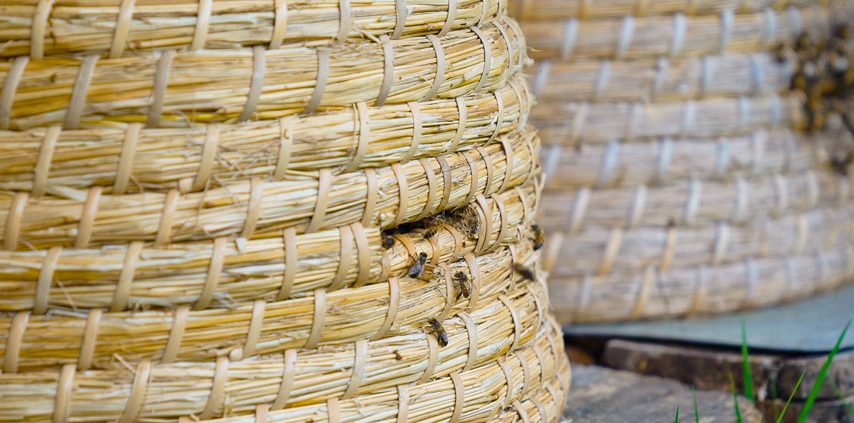 Echte Bakker Frentz - Bakkersgeheimen - Op de bres voor de bedreigde bij honing